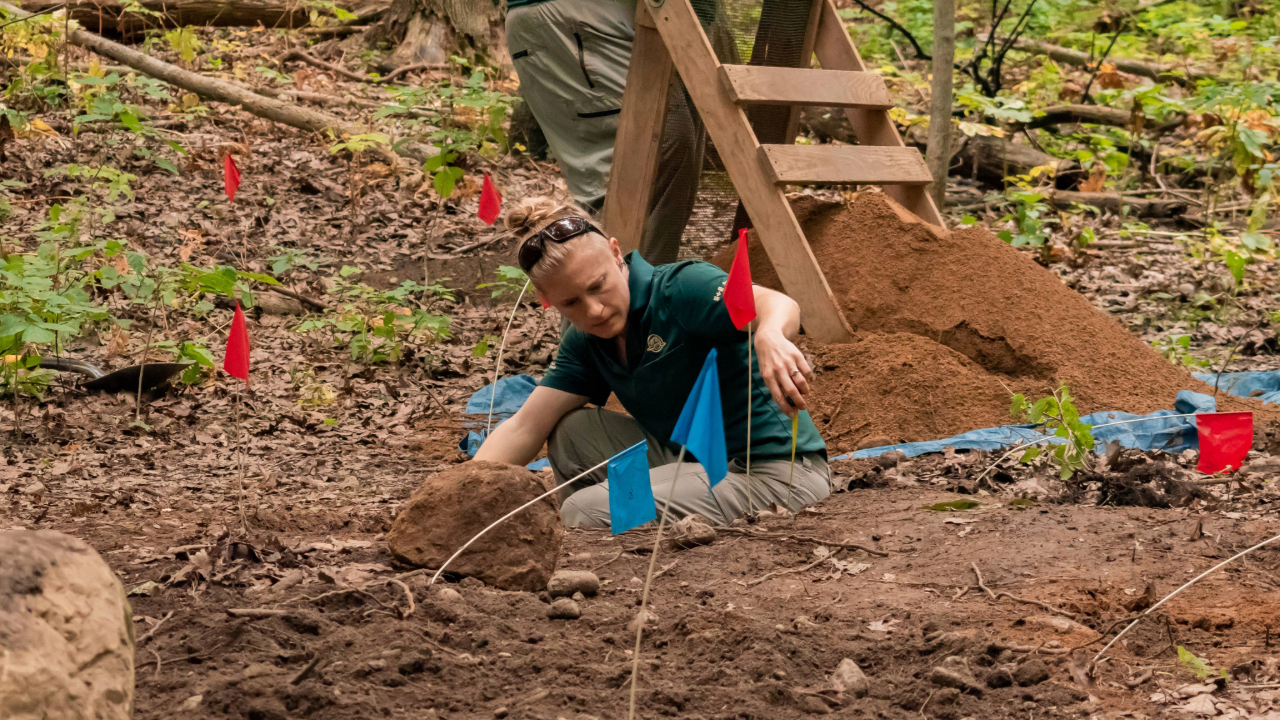 A Parks Canada archaeologist is kneeling on the ground in a forested area, surrounded by red and blue flags marking specific spots. The archaeologist is working with soil, conducting an archaeological dig. A wooden sifting screen filled with soil is positioned behind them.