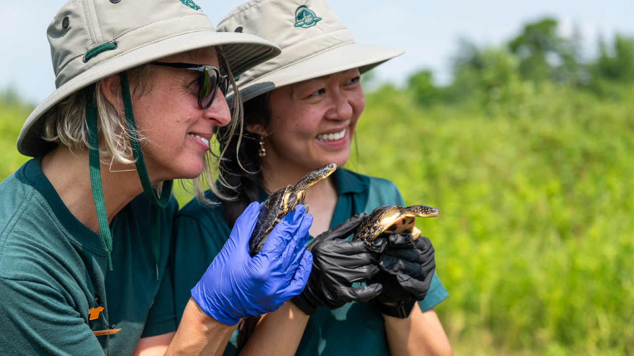 Two individuals wearing green shirts and beige hats with the Parks Canada logo, which features a beaver, are holding turtles in their gloved hands. They are outdoors in a grassy area.