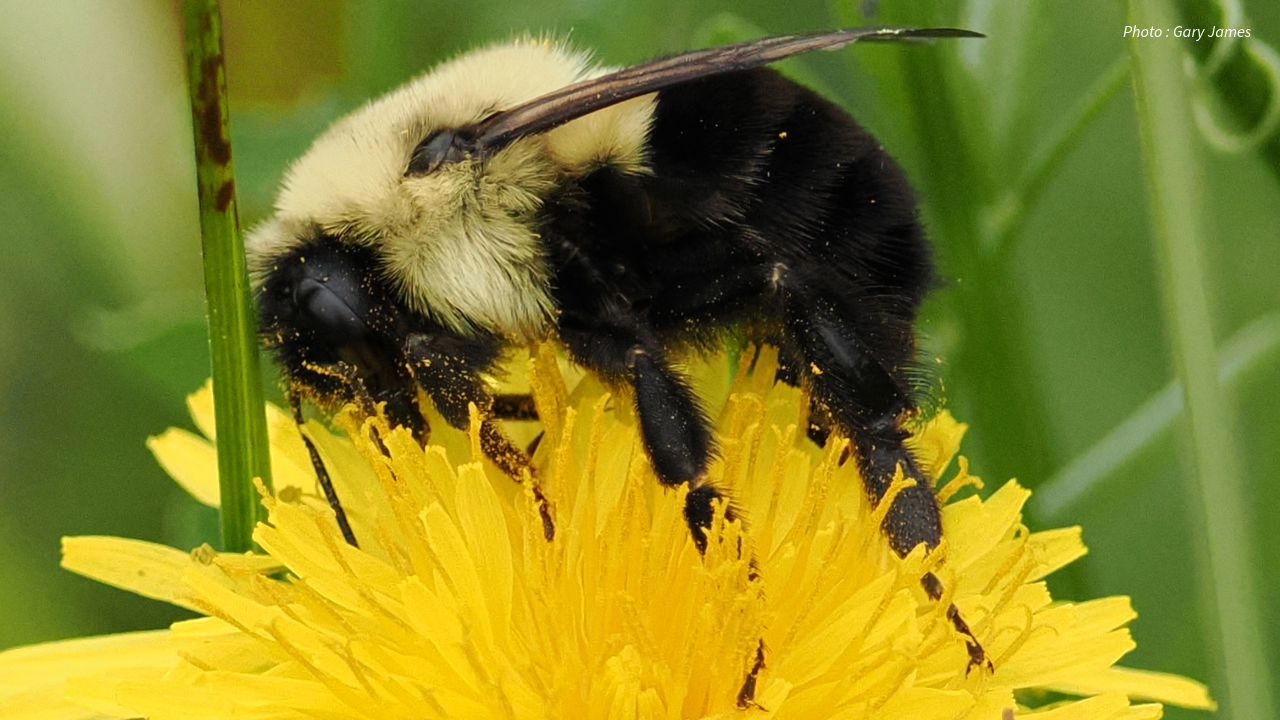 A close-up of a bumblebee with a fuzzy yellow and black body feeding on the bright yellow petals of a dandelion. The background is green with blurred foliage.