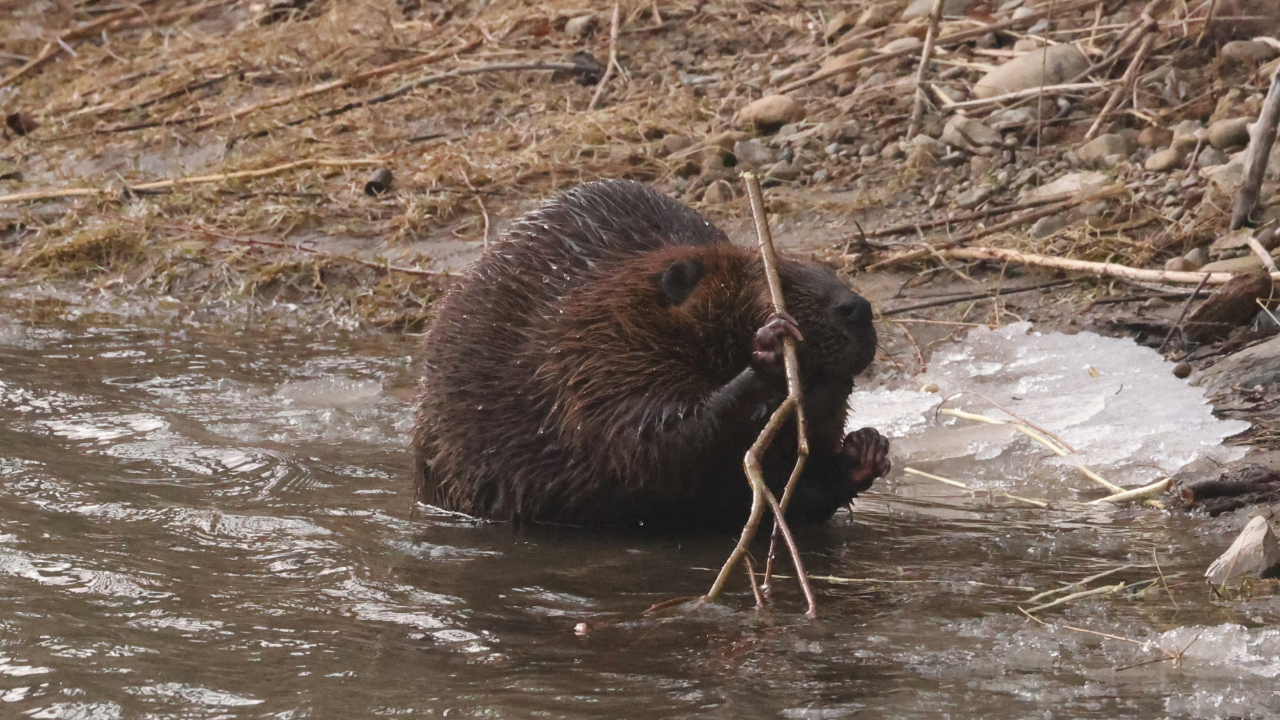 A beaver is seen standing in shallow water at Rouge National Urban Park. The beaver is holding a stick with both of its front paws. The surrounding area has some dry grass, rocks, and patches of ice.