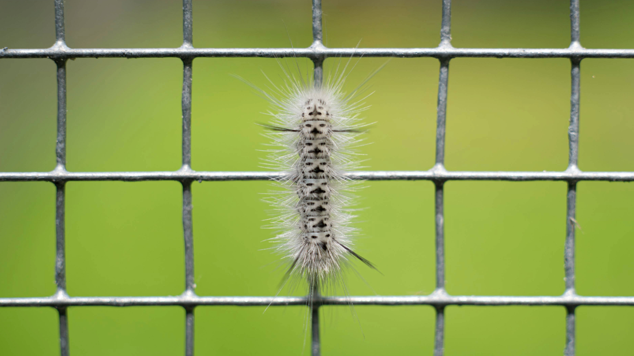 A close-up image of a white and black fuzzy caterpillar climbing vertically on a metal wire fence. The background is blurred, showing green grass and some out-of-focus objects.