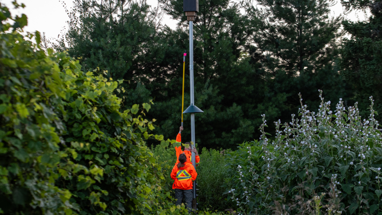 Two Parks Canada staff members in bright orange safety jackets with reflective stripes stand in dense greenery, using a long yellow pole to reach a tall metal structure with a bat box at the top.
