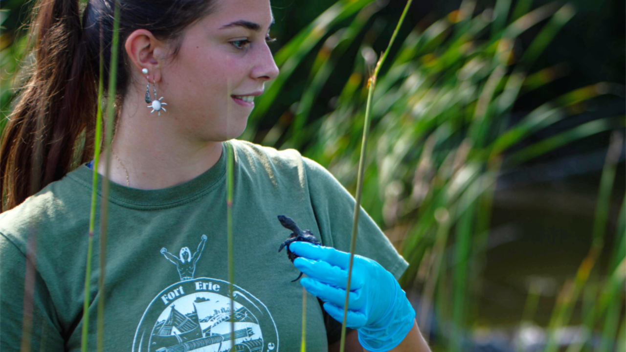 A person wearing a green “Fort Erie National Historic Site” t-shirt and blue gloves holds a small turtle during a turtle release event at Rouge National Urban Park. Tall grass and a blurred water body are visible in the background.