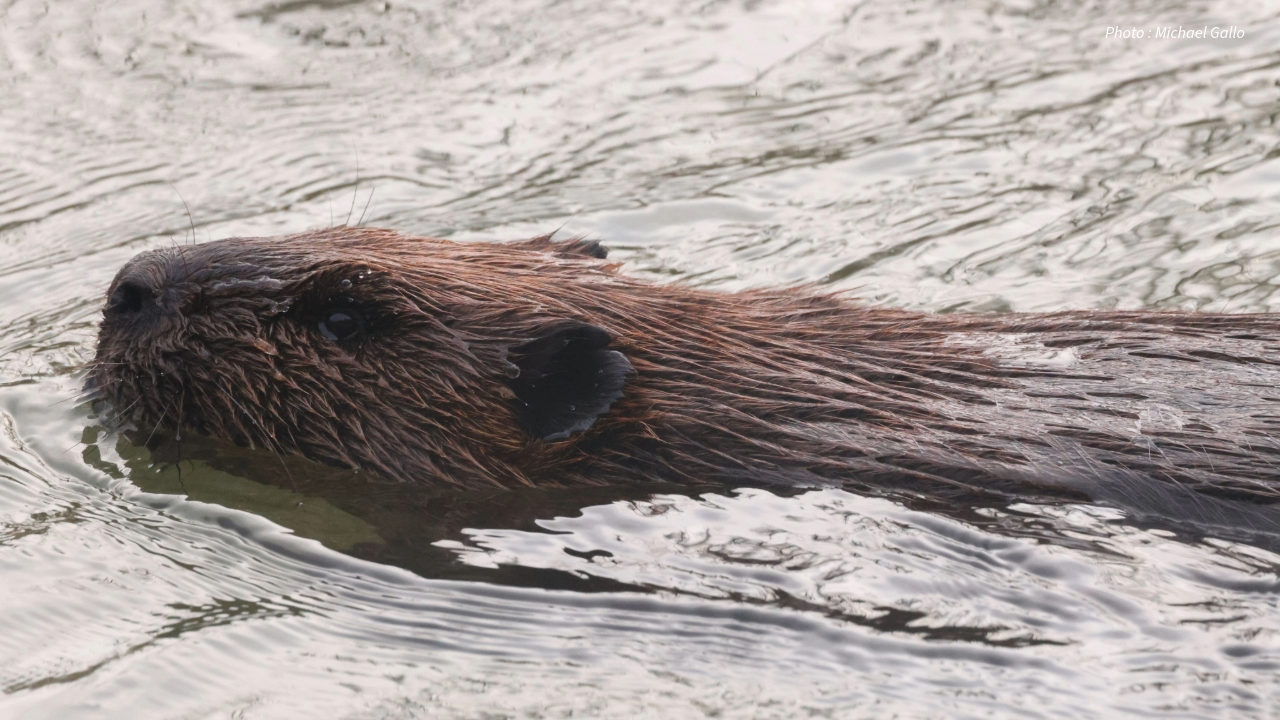 A beaver swims in the water at Rouge National Urban Park. Its head and upper body are visible above the surface, with wet fur slicked back.