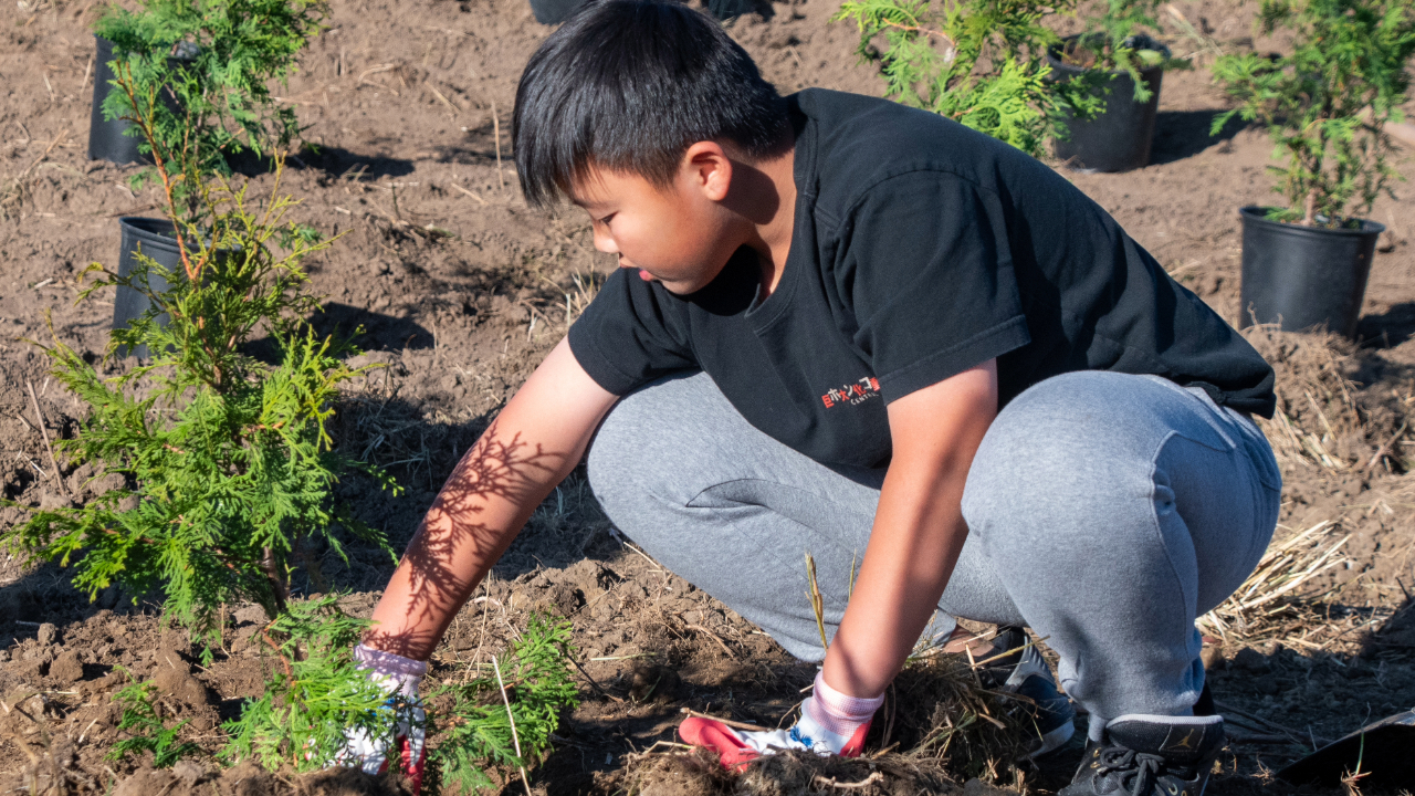 A person wearing a black t-shirt and gray pants is planting a small tree in the ground at Rouge National Urban Park. The person is crouching down, using gloved hands to place the tree into the soil. Several other small trees in black pots are visible in the background, indicating an ongoing tree planting event.