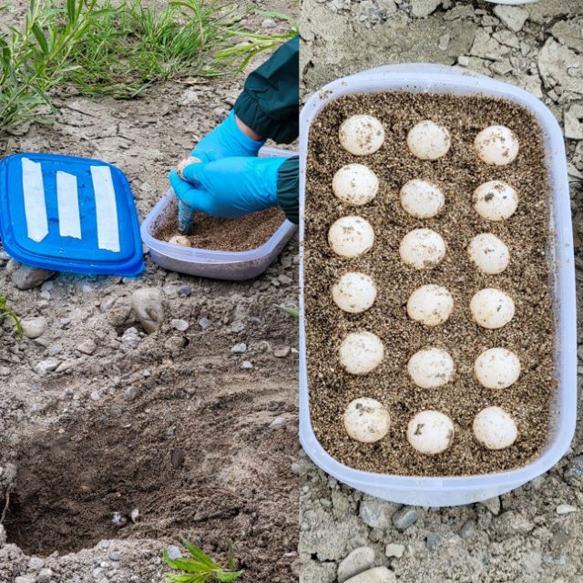 Left: A person wearing blue gloves carefully places turtle eggs into a sand-filled container at Rouge National Urban Park. The container has a blue lid with white tape, and a small hole in the ground nearby marks the collection site. Right: A plastic container filled with sandy soil holds fifteen turtle eggs arranged in a 3x5 grid. The container rests on a rough, rocky ground surface at Rouge National Urban Park.