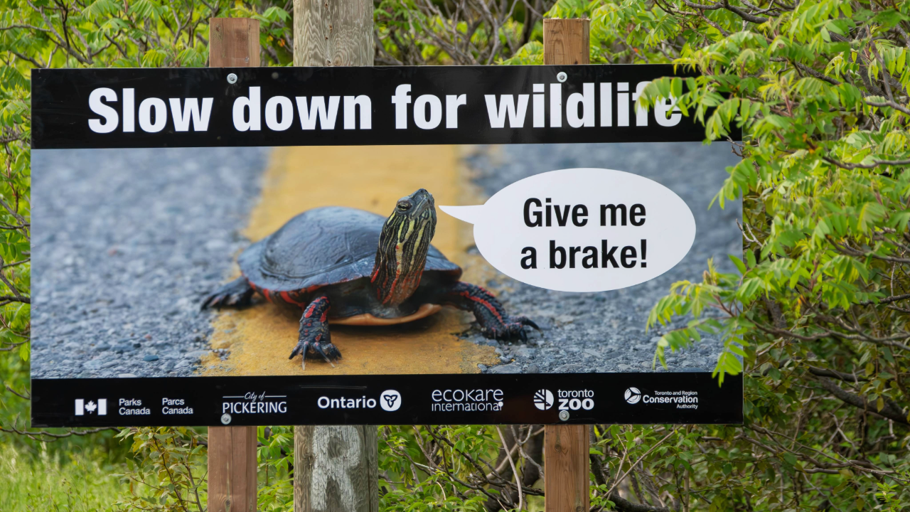 A sign on a wooden post features a picture of a turtle on a road. The sign reads "Slow down for wildlife" at the top, with a speech bubble from the turtle saying "Give me a brake!" Logos at the bottom include Parks Canada, City of Pickering, Ontario, ecokare international, Toronto Zoo, and Toronto and Region Conservation Authority.