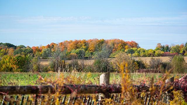 Autumn landscape with colourful trees behind a rustic wooden fence under a clear blue sky.