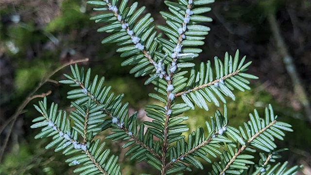 A close up image of a portion of a branch of hemlock tree.  An evergreen tree with small blue/green needles.
