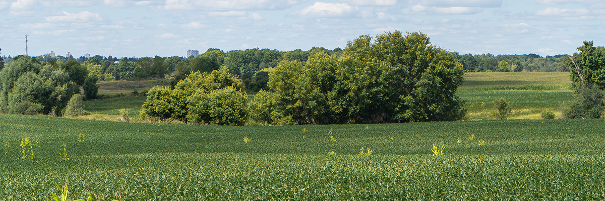 Large expansive field with lush green trees and grass on a bright sunny day with fluffy white clouds.