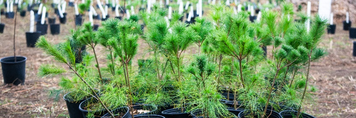 A group of small evergreen trees in black buckets ready for planting.
