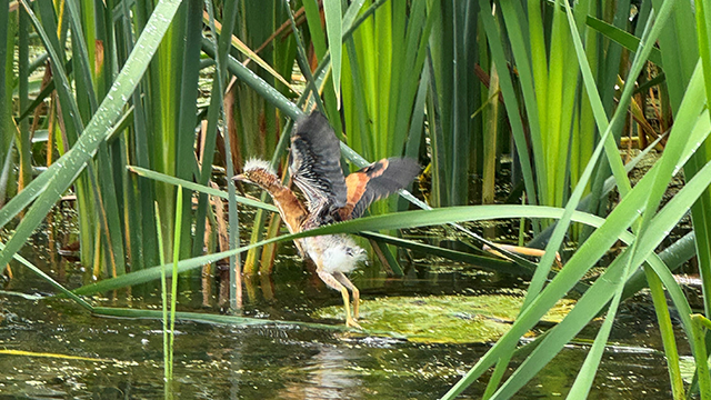 A small bird with brown and white feathers spreads its wings while standing in shallow water surrounded by tall green reeds.