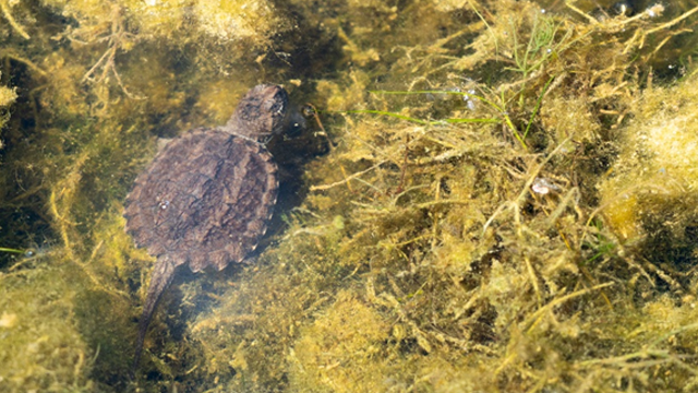 Small turtle swimming near aquatic plants in clear, shallow water with green algae.
