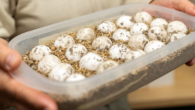 A pair of hands are holding a plastic container with small white eggs neatly lined up in dirt.