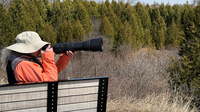 A profile view of a person in an orange shirt and beige sunhat holing a camera with a telephoto lens from a wooden fence overlooking a fall field and many evergreen trees.