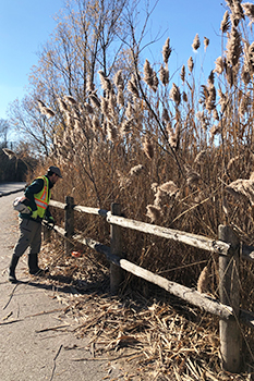 Personnel de Parcs Canada et des partenaires autochtones, a enlevé de denses peuplements de roseaux communs d’Europe (Phragmites australis australis) dans les zones humides marécageuses de la plage de la Rouge