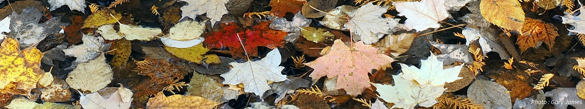A close-up of various colorful autumn leaves on the ground.