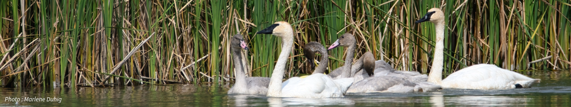 A group of swans swimming in a pond with tall green reeds in the background. Photo credit: Marlene Duhig.