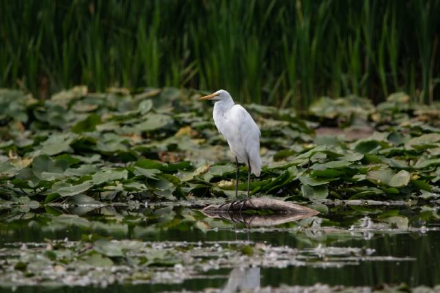 Une aigrette blanche se tient sur un rocher dans un étang, entourée de nénuphars et de grands roseaux verts.