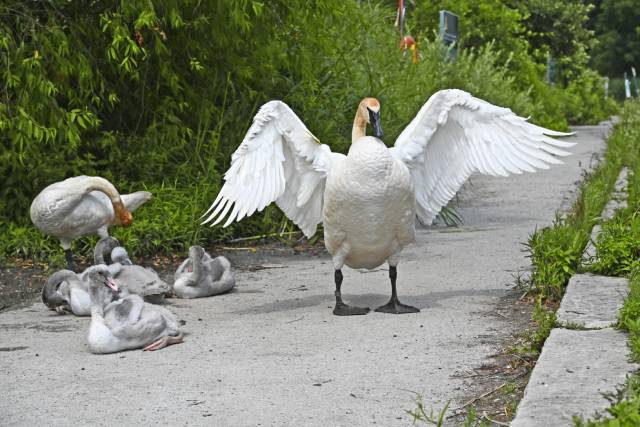 Trumpeter swan and cygnets