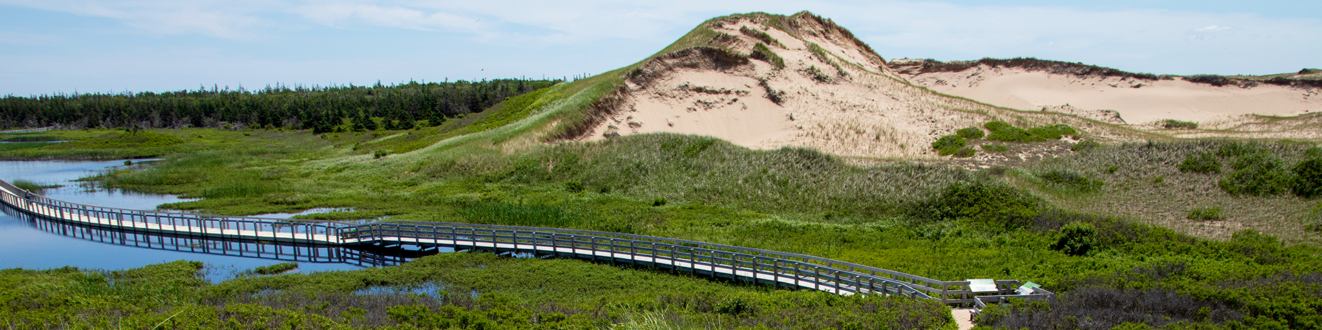 Tall sand dunes covered in green grasses with water near by and a floating boardwalk. 