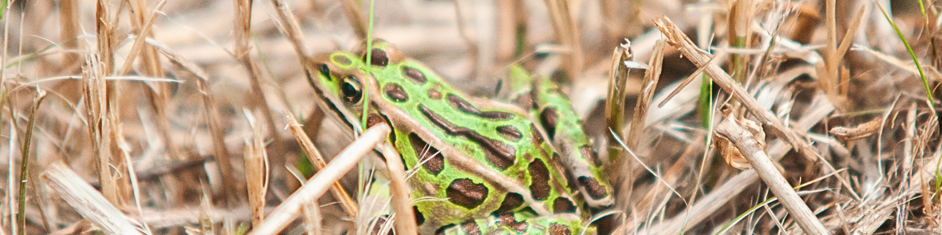 Spotted frog in dried grasses