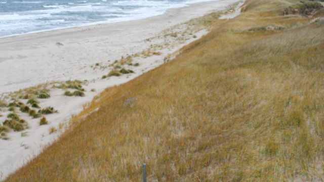 A long beach with brown grasses and grey sky. 