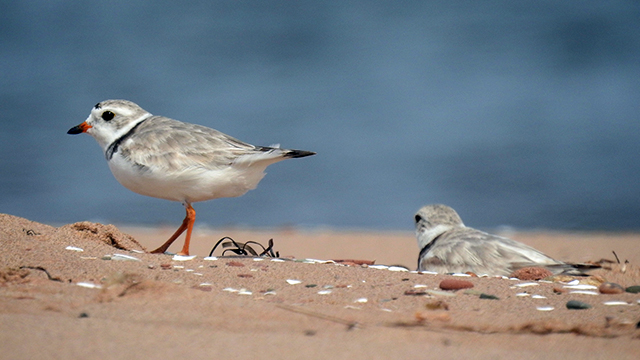 Two plovers on the beach