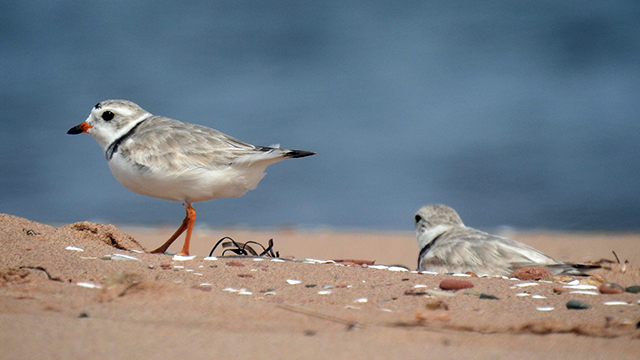 Deux pluviers sur la plage