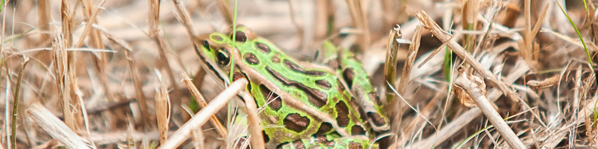 Grenouille tachetée dans les herbes sèches