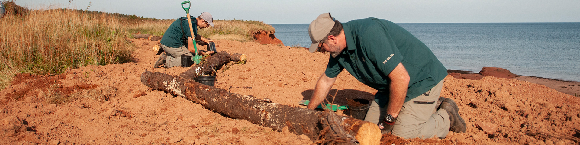 Les parkies plantent des arbres au bord de l'océan pour reconstruire un krumholtz