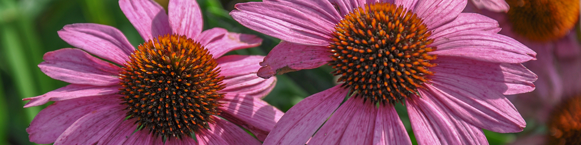 two large purple flowers