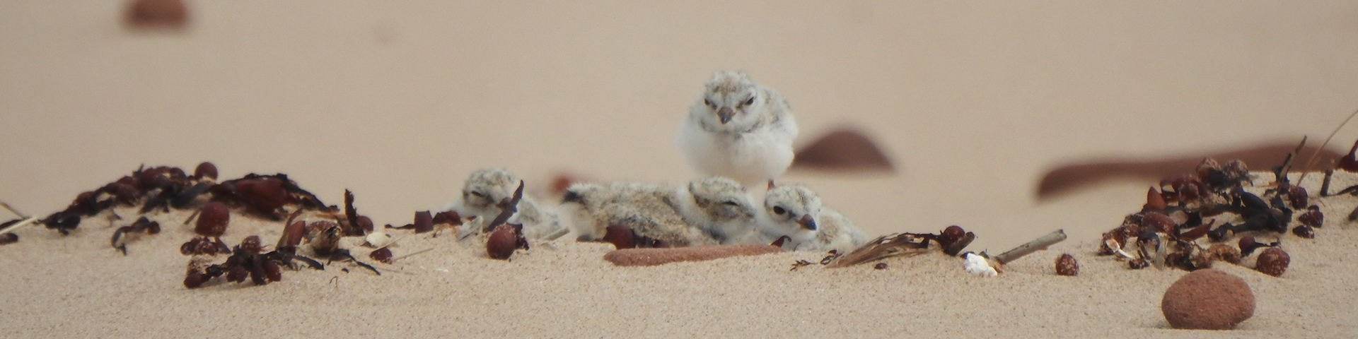 A Piping Plover on the beach with her chicks