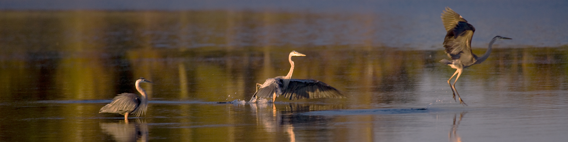 Trois oiseaux sur l'eau