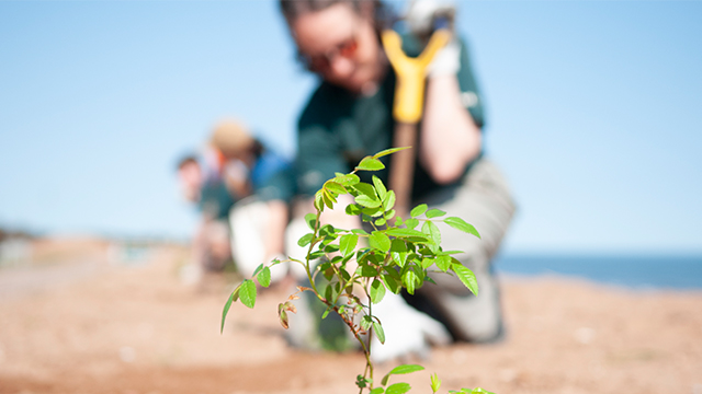 A tree is being planted on a sand dune
