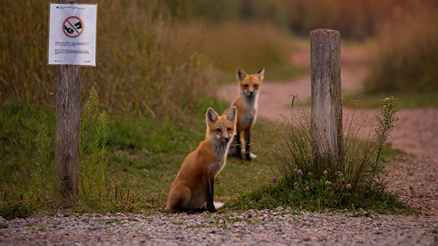 Two foxes sit along a path