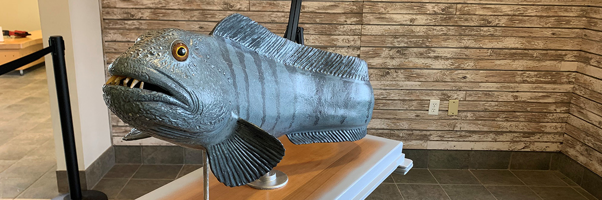 Exposition sur les espèces aquatiques en péril présentant un poisson-loup. Il s'agit d'un long et grand poisson gris avec une longue nageoire sur le dos, le ventre et une plus petite nageoire de chaque côté.  Le poisson a des dents apparentes et un œil jaune/brun. 
