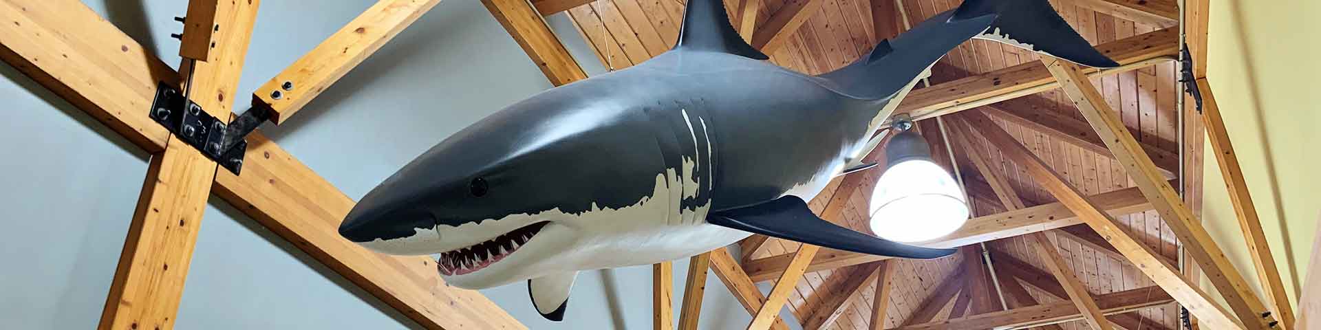 Un grand requin blanc est suspendu au plafond du centre d’information de Greenwich.
