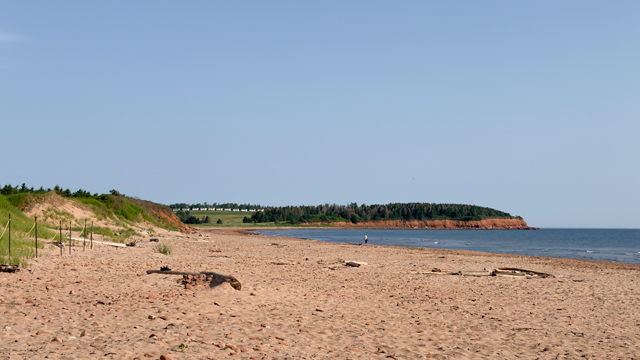 Une grande plage de sable parsemée de bois flotté, avec au loin un promontoire boisé sous un ciel bleu limpide.