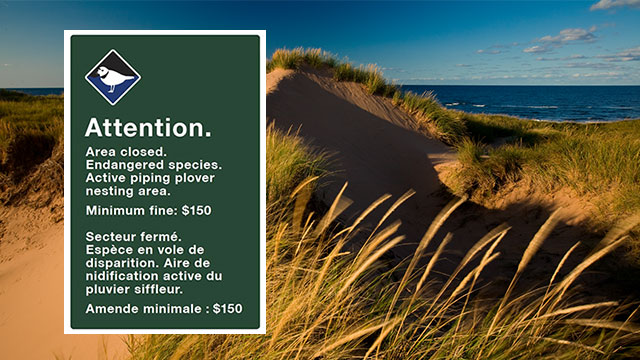 A green sign with text containing plover closure information is in front of sand dunes covered in grass with water in the distance.