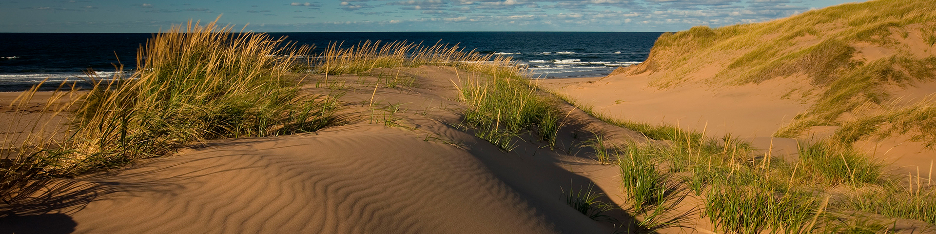 sand dunes along the beach