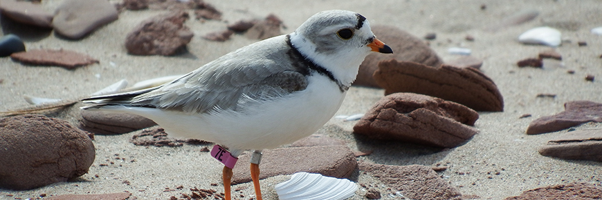 Piping plover