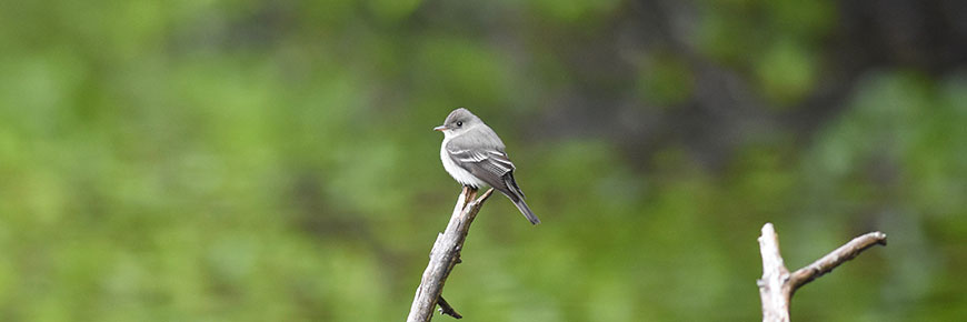 An Eastern Wood pe-wee perched on a branch, surrounded by lush greenery