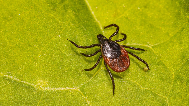 Une tique à pattes noires est posée sur une feuille verte. Son corps est ovale et partiellement rouge foncé.