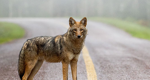 un coyote se tient sur une route déserte