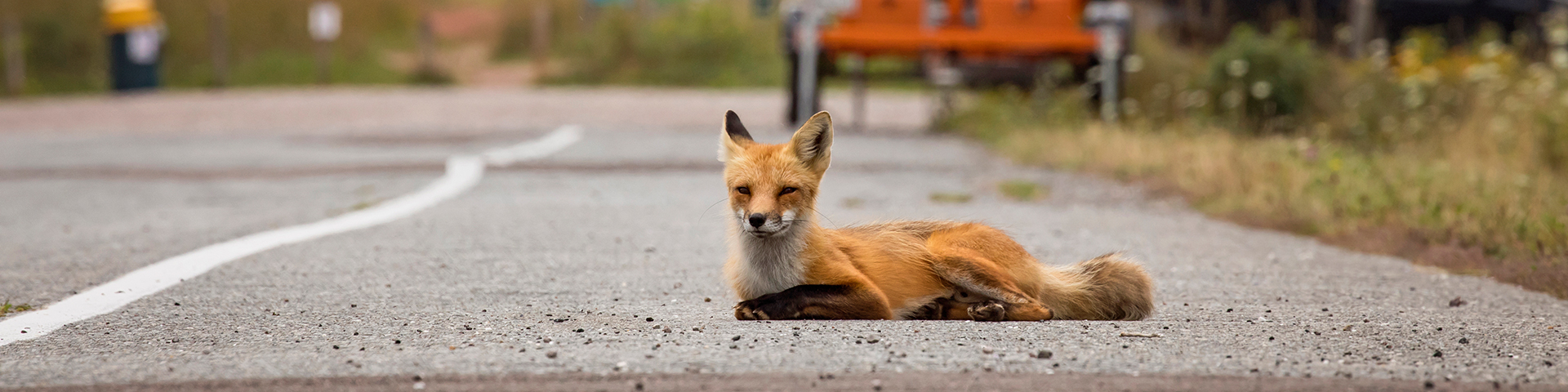 A red fox sits on the road in PEI National Park