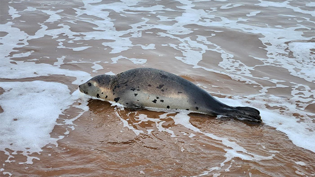 Un phoque est assis sur la plage, dans les vagues.