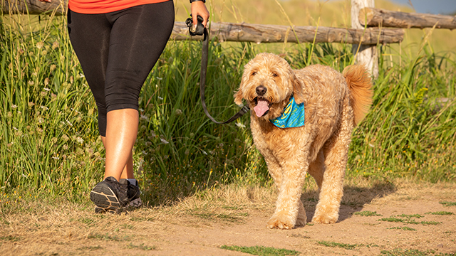 A beige dog on a leash walks along a dirt path surrounded by greenery with its owner on a sunny day. 