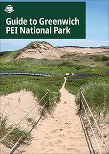 A sandy trail leads through some lush green sand dunes with bright blue skies