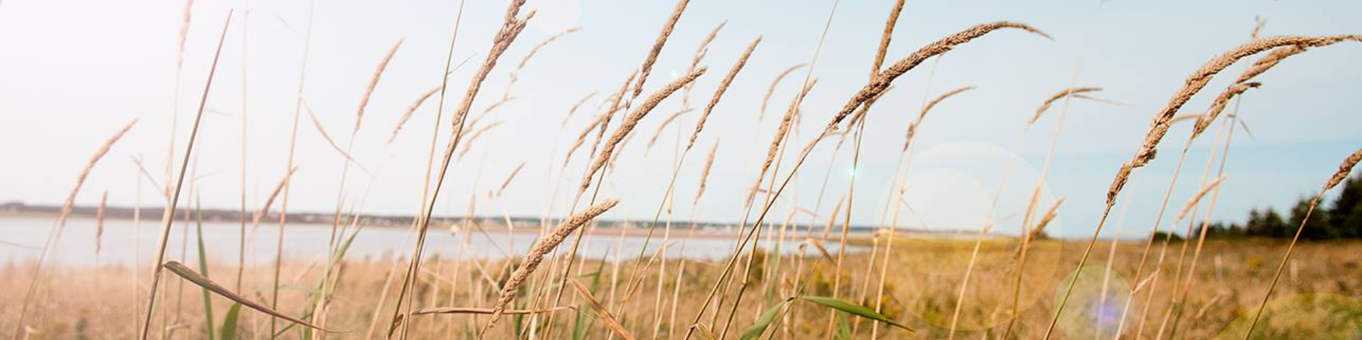 view of beach at Robinsons Island